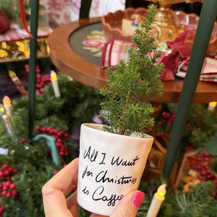 Chamaecyparis - thyoides - Mini kerstboompje sfeerfoto