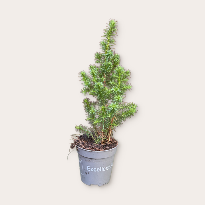 Chamaecyparis - thyoides - Mini kerstboompje