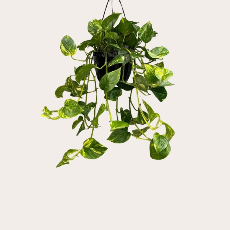 Epipremnum - Aureum - L