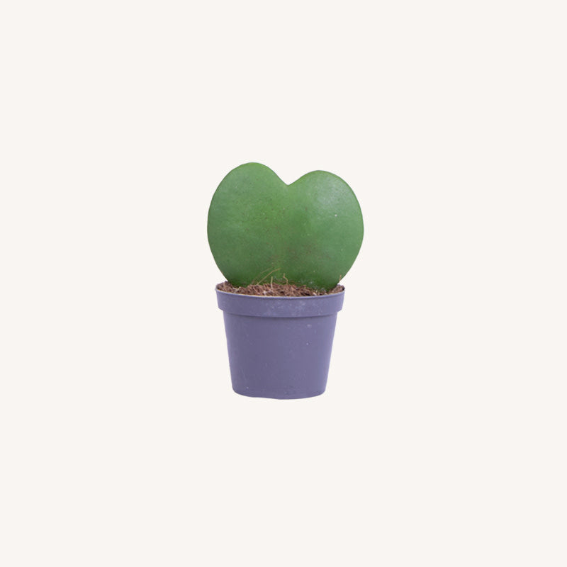 Hoya Kerrii enkel - mini