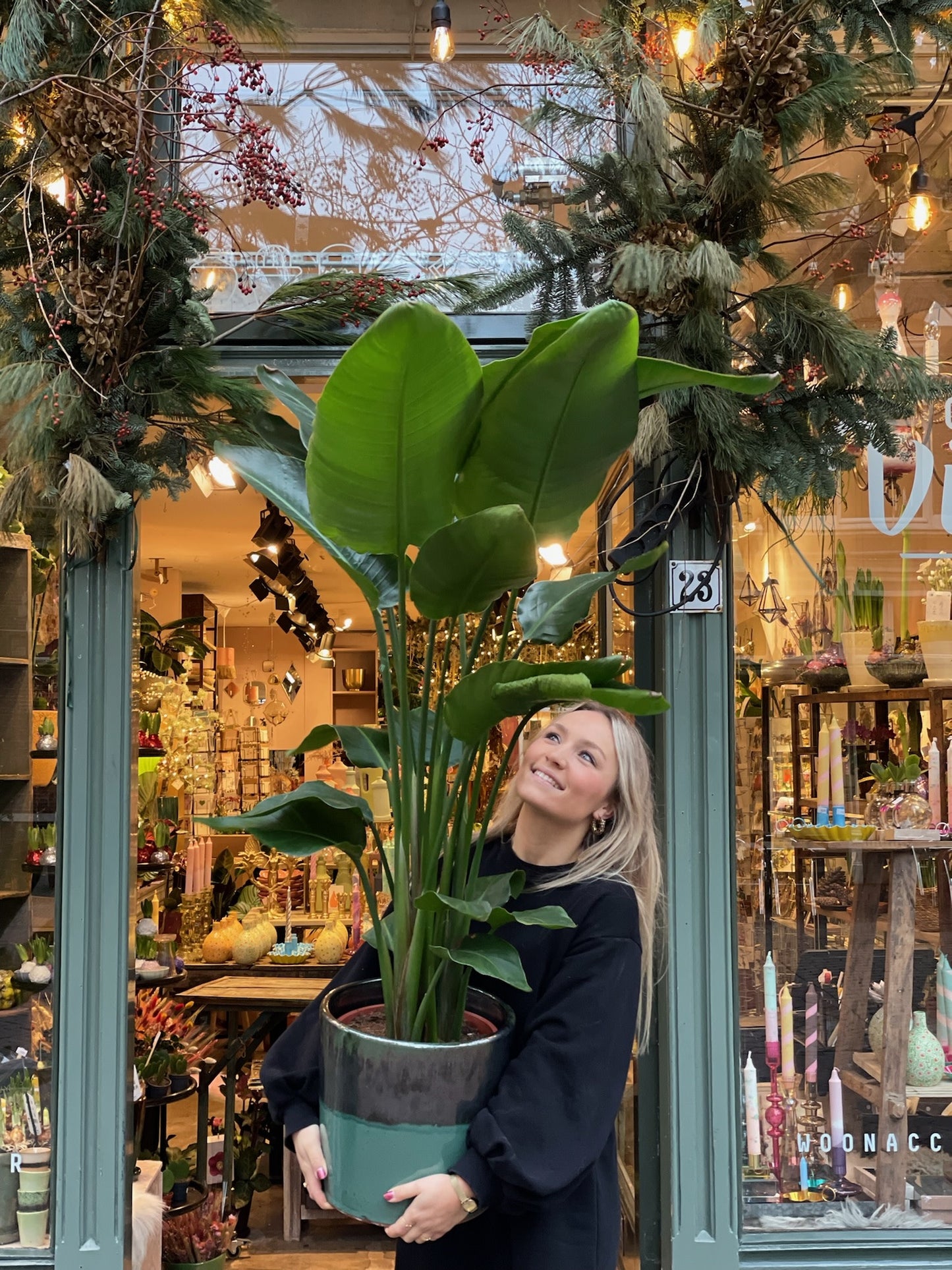 Strelitzia Nicolai - large