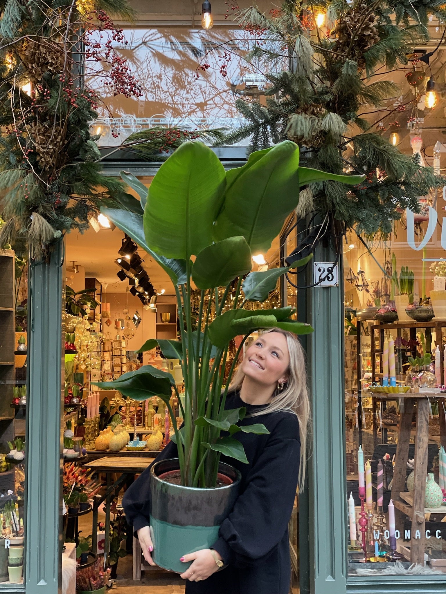Strelitzia Nicolai - large
