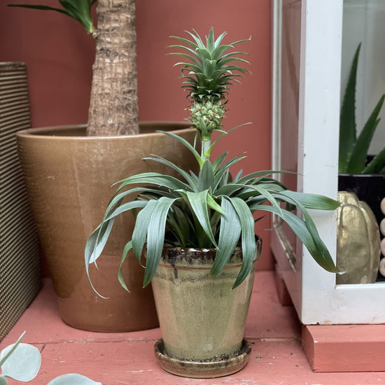 Ananasplant
