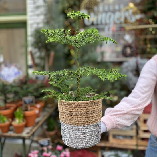 Araucaria heterophylla