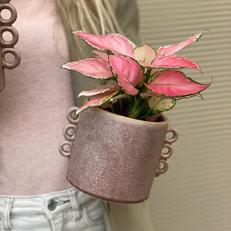 Aglaonema Pink