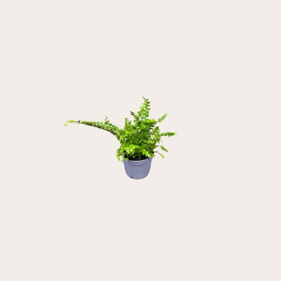 Nephrolepis - Duffii - mini