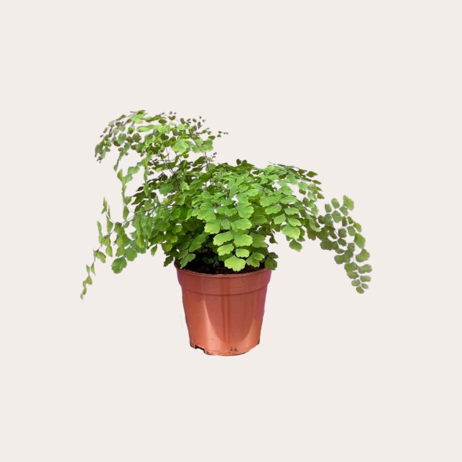 Adiantum - Fragrans