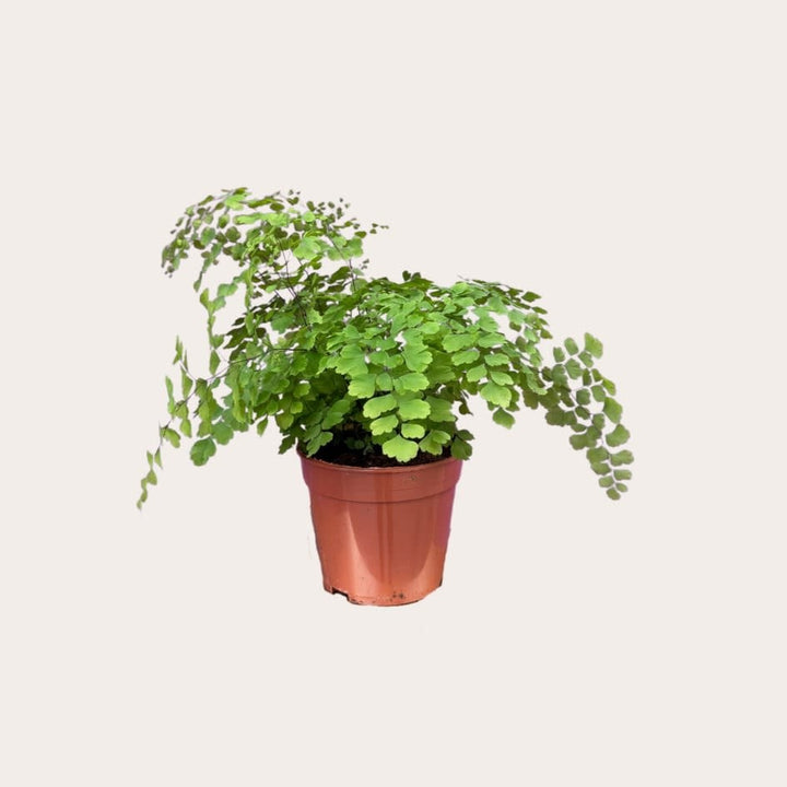 Adiantum - Fragrans