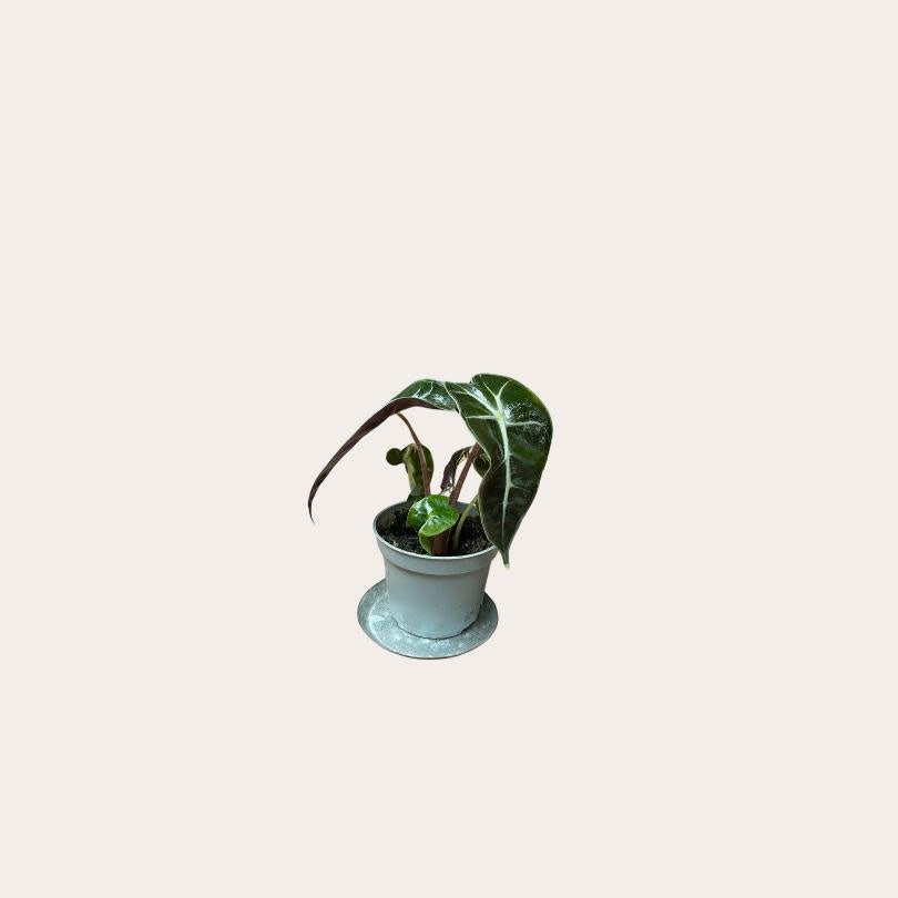 Alocasia amazonica mini