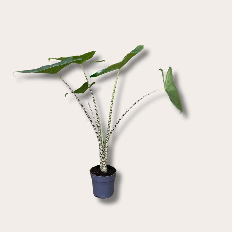 Alocasia Zebrina (Zebra plant)
