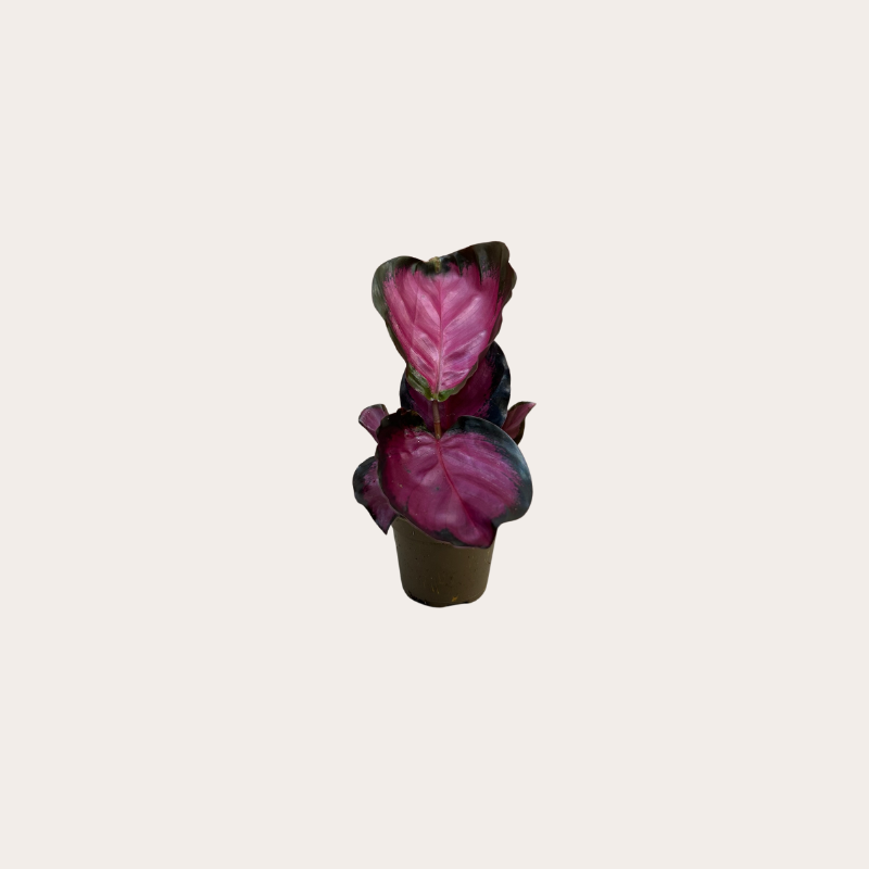 Calathea - Dottie - mini