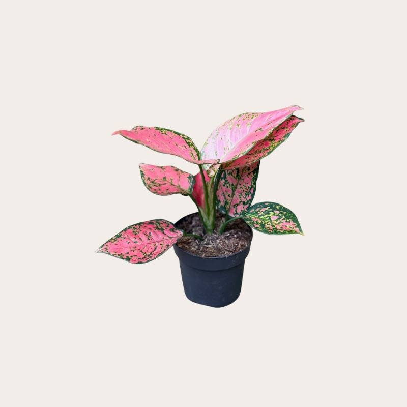 Aglaonema - Crimson love