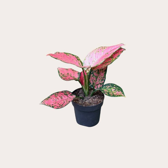 Aglaonema - Crimson love