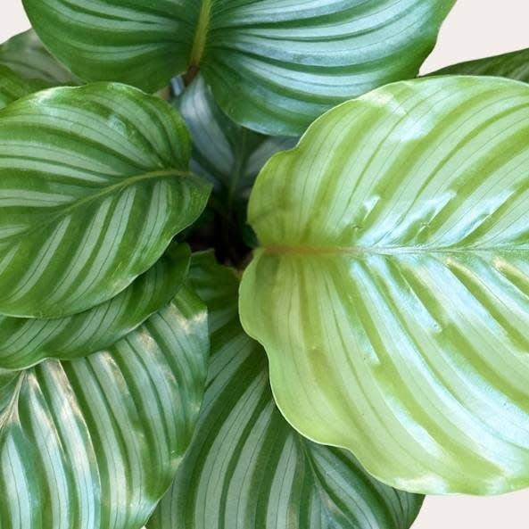 Calathea - Orbifolia - S