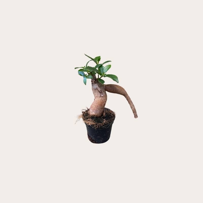 Ficus - Microcarpa