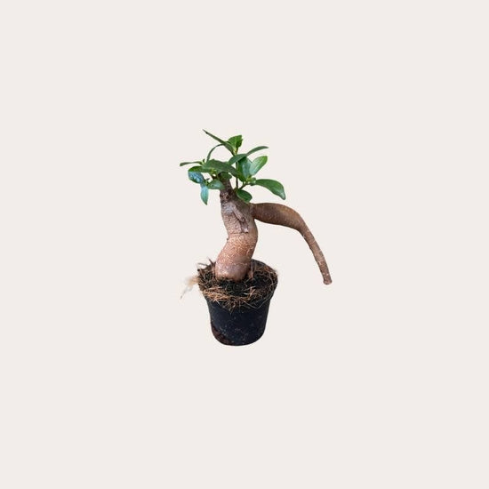 Ficus - Microcarpa