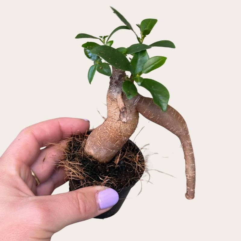 Ficus - Microcarpa
