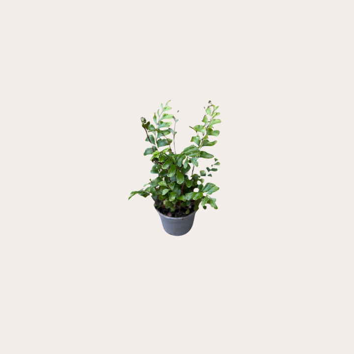 Didymochlaena - Trunculata