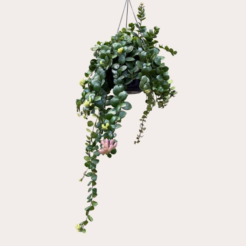 Aeschynanthus - Pink Polka