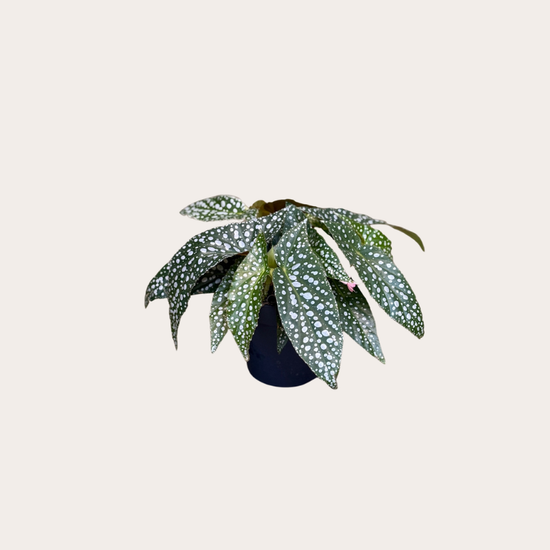 Begonia - Double dots
