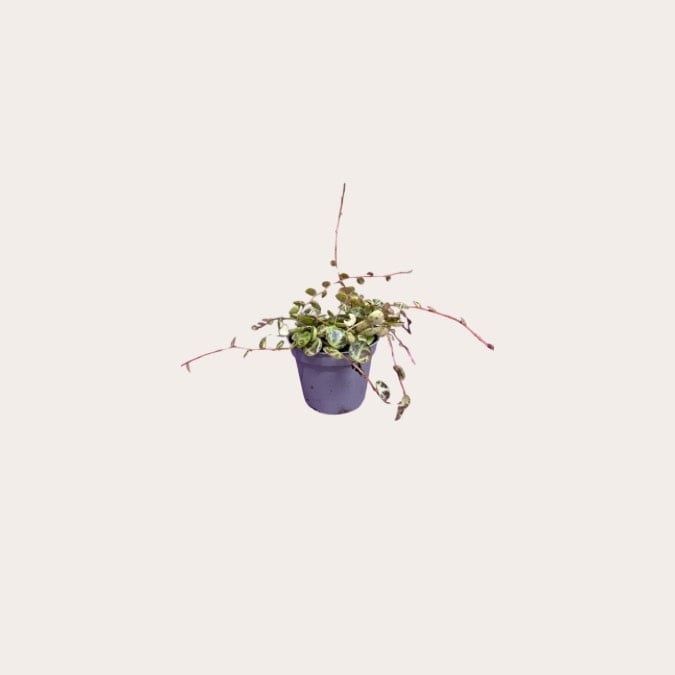 Peperomia - Prostrata - mini