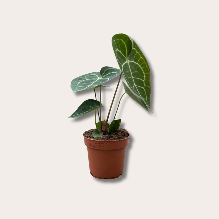 Anthurium - clarinervium