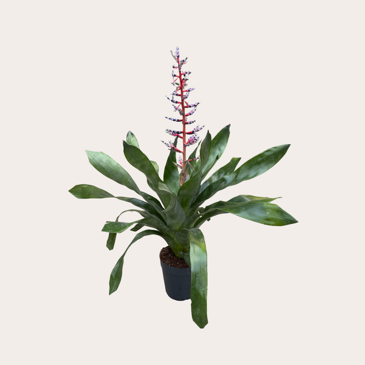 Aechmea - 'Blue Rain'