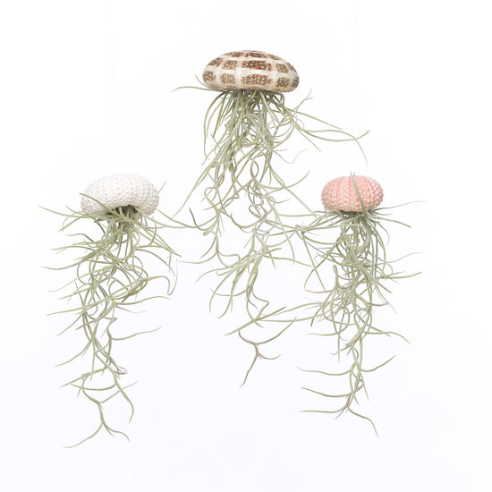 Tillandsia jellyfish - maat L