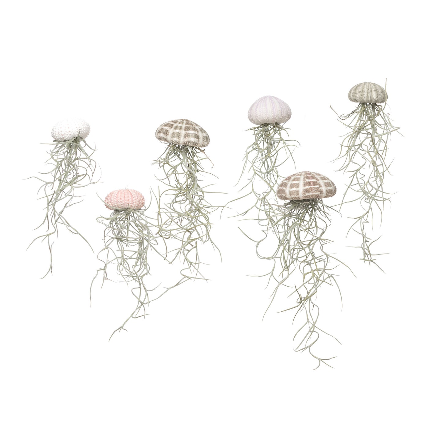 Tillandsia jellyfish - maat L