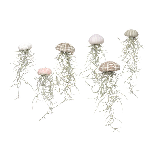 Tillandsia jellyfish - maat L
