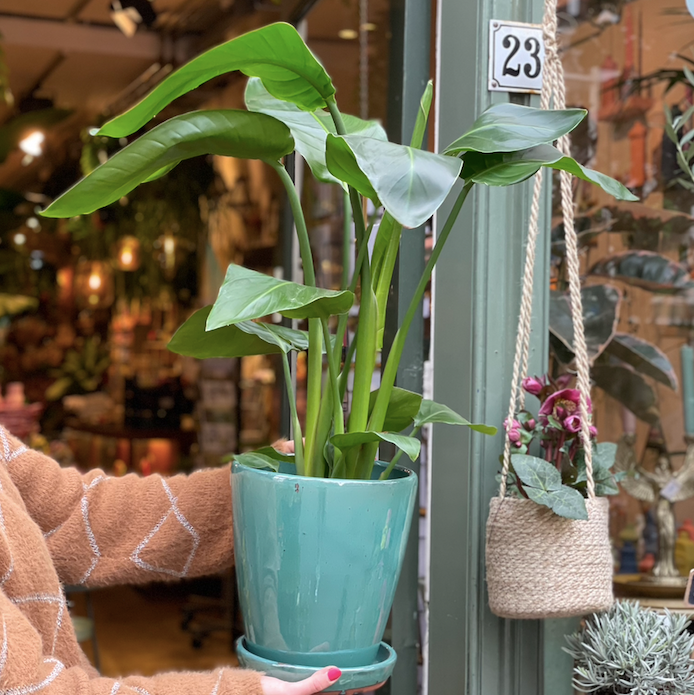 Strelitzia Nicolai  - small