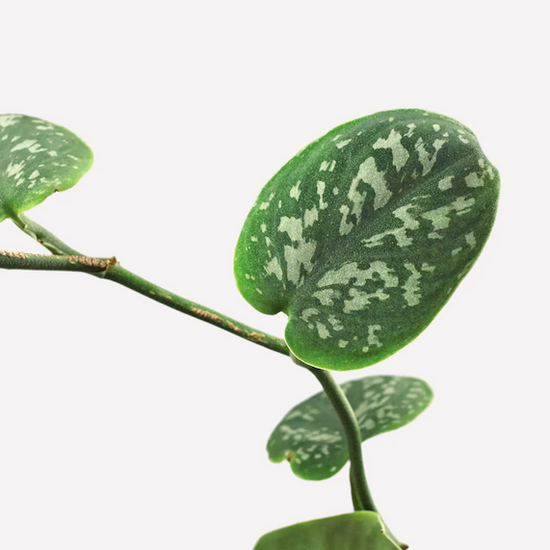 Scindapsus - Pictus