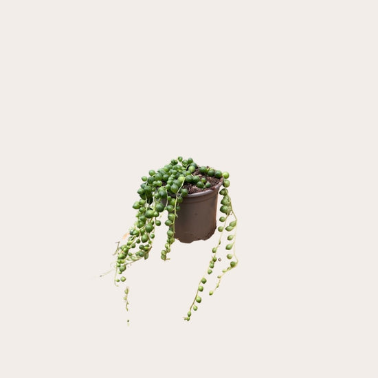 Senecio - Rowleyanus - M