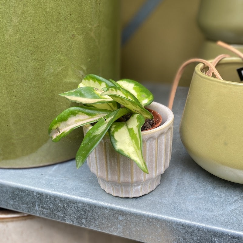 Mini plantje - hoya