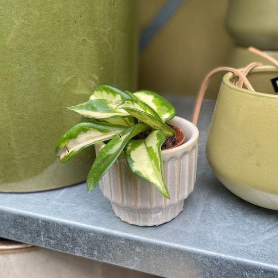 Mini plantje - hoya