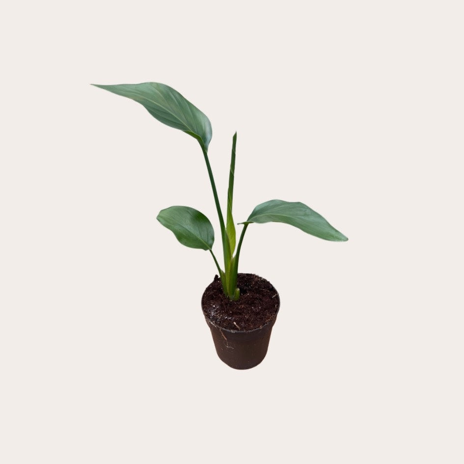 Strelitzia - Nicolai - S