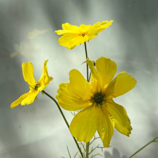 Zijden bloem -  Cosmos spray - Geel