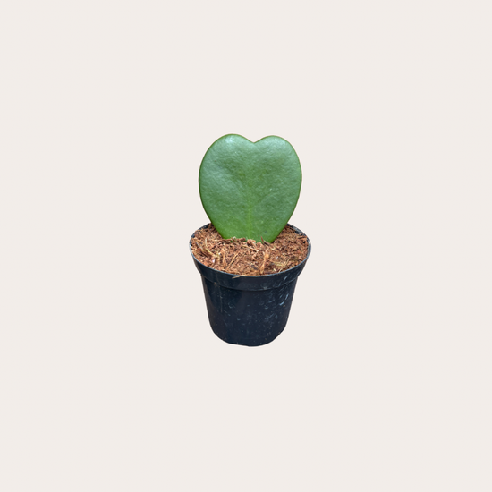 Hoya Kerrii enkel - mini