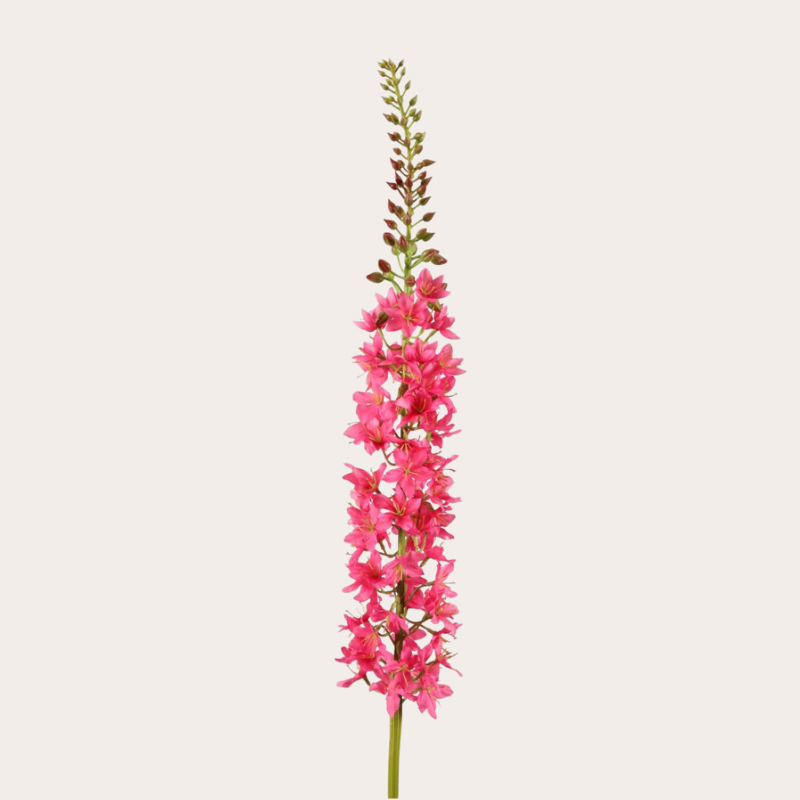 Zijden bloem - Eremurus - Fuchsia