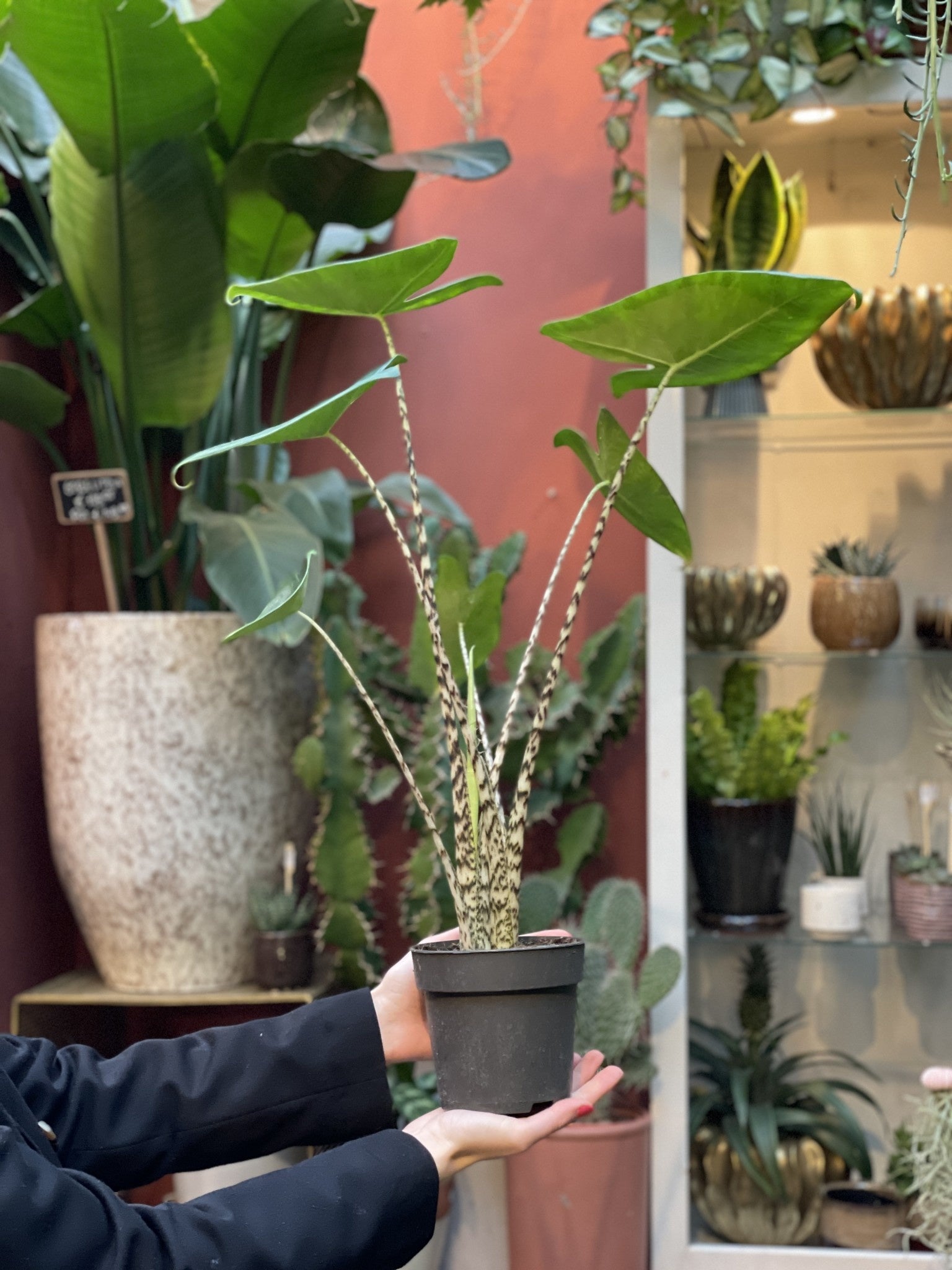 Alocasia Zebrina (Zebra plant)