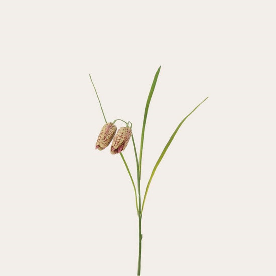 Zijden bloem - Fritillaria beige