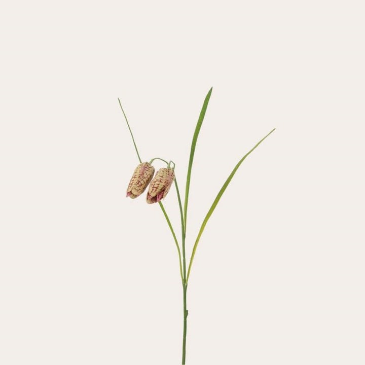 Zijden bloem - Fritillaria beige