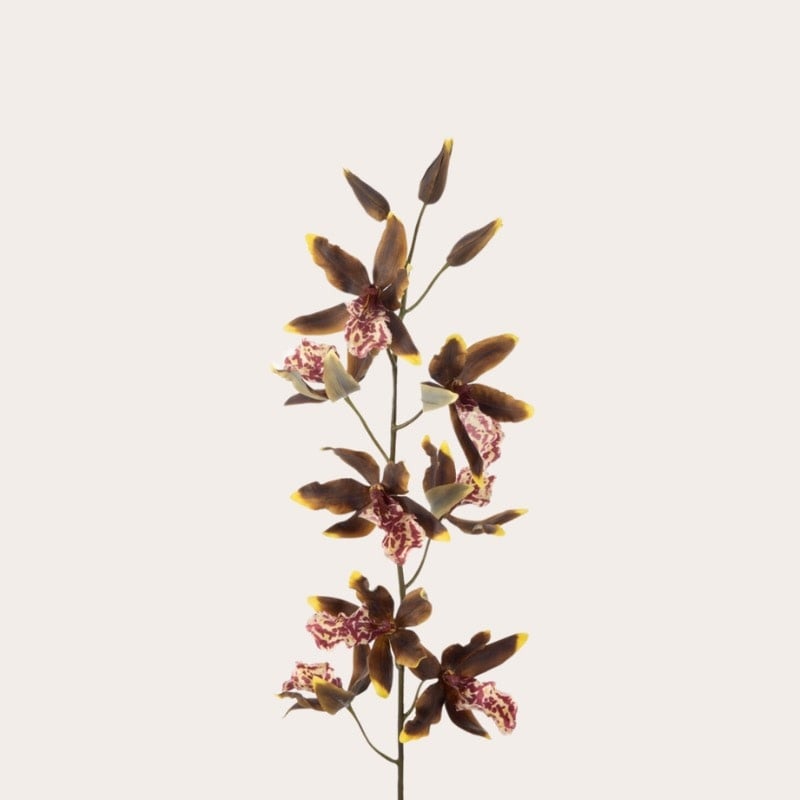 Zijden bloem - Tijgerorchidee